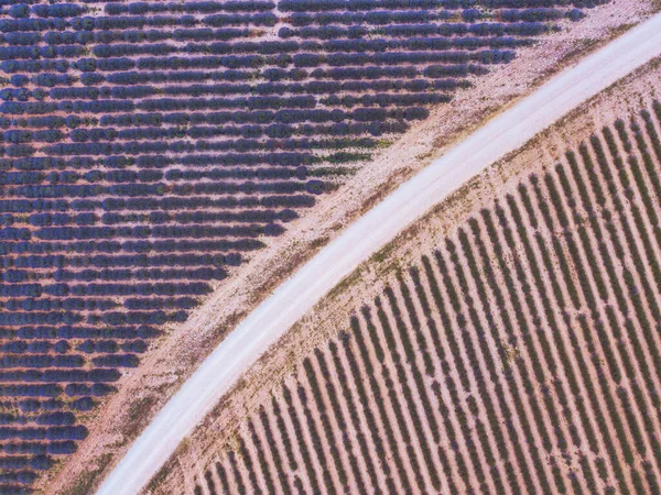 空中几何景观顶部视图 薰衣草场之间的道路 无人驾驶摄影 — 图库照片