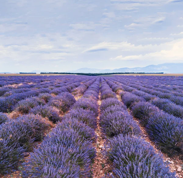 Güzel Doğa Manzarası Fransa Nın Provence Şehrinde Açan Lavanta Tarlası — Stok fotoğraf