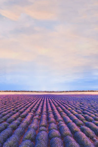 Färgglada Landskap Lavendel Fält Provence Frankrike Vacker Natur Utsikt Med — Stockfoto