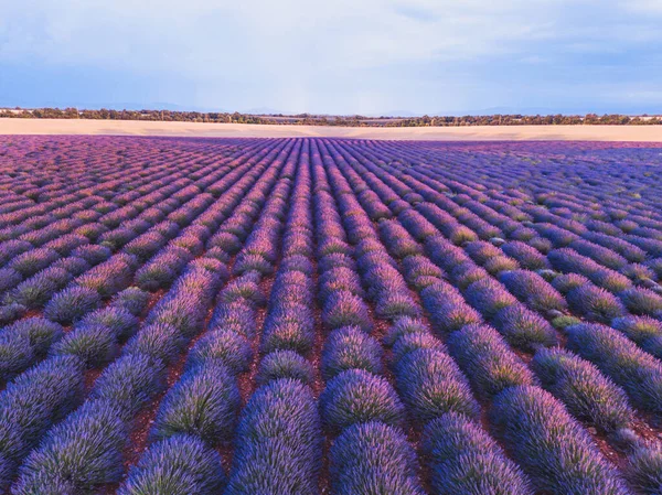 Campo Lavanda Provence França Bela Paisagem Com Flores Roxas — Fotografia de Stock
