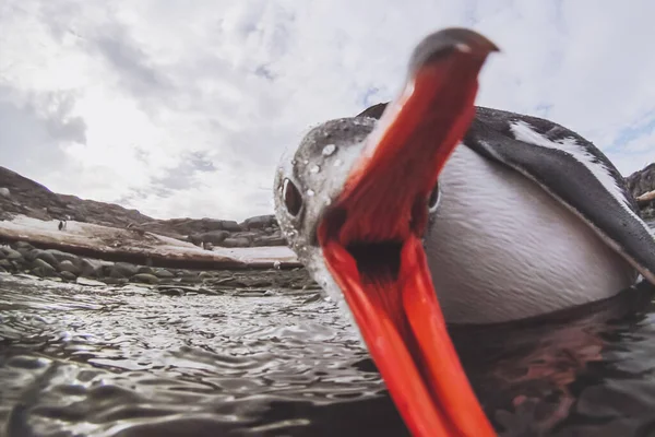 Legrační Tučňák Kousání Kamera Roztomilé Zvíře Naštvaný Pták Antarktidě — Stock fotografie