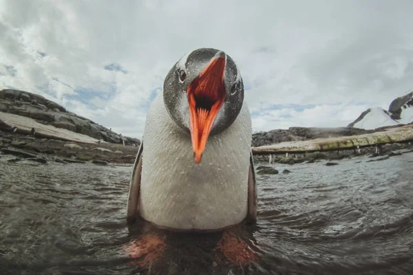 Bonito Gentoo Pinguim Antártida Adorável Bebê Animal Pássaro Marinho Cantando — Fotografia de Stock