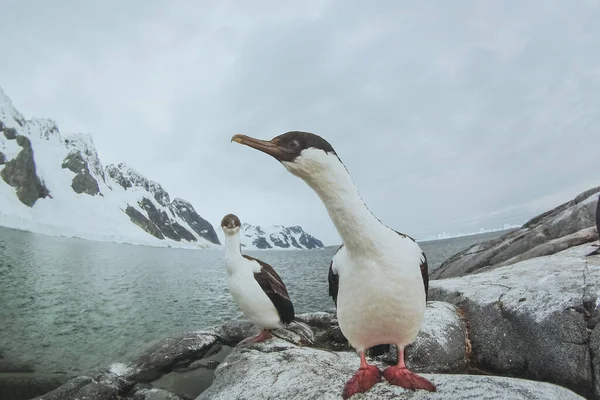 南極のブース島での鵜の南極の袋 極性野生生物の鳥 — ストック写真
