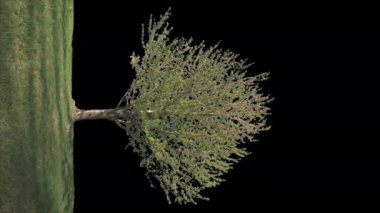 Siyah Poplar Italica Ağacı (Populus nigra italica) alfa kanalı ile siyah zemin üzerinde izole edildi - Apple ProRes 4444 Alfa kanalı ile, 10bit yüksek kaliteli görüntü