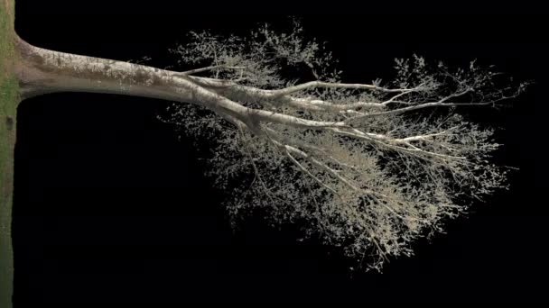 Álamo Negro Italica Tree Populus Nigra Italica Aislado Sobre Fondo — Vídeo de stock
