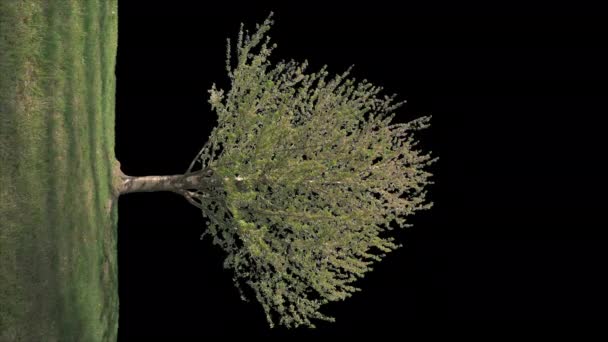 Black Poplar Italica Tree Populus Nigra Italica Απομονωμένο Μαύρο Φόντο — Αρχείο Βίντεο