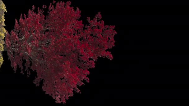 Black Poplar Italica Tree Populus Nigra Italica Isoliert Auf Schwarzem — Stockvideo