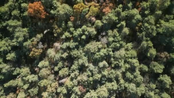 Luchtfoto Van Een Bosboom Herfst Gemengd Bos Groene Loofbomen Videoclip