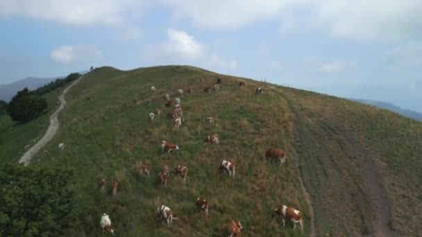 Luchtfoto Van Bruine Koeien Die Grazen Groene Weiden Het Alpenlandschap — Stockvideo