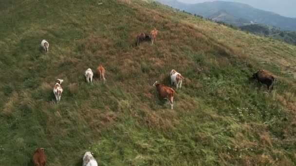 Luchtfoto Van Bruine Koeien Die Grazen Groene Weiden Het Alpenlandschap Stockvideo's