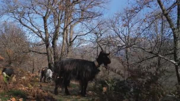 Luchtfoto Van Bruine Koeien Die Grazen Groene Weiden Het Alpenlandschap Videoclip