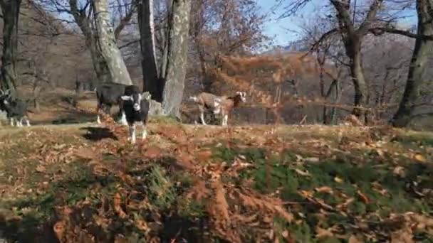 Vista Aérea Vacas Marrones Pastando Prados Verdes Paisaje Alpino — Vídeos de Stock