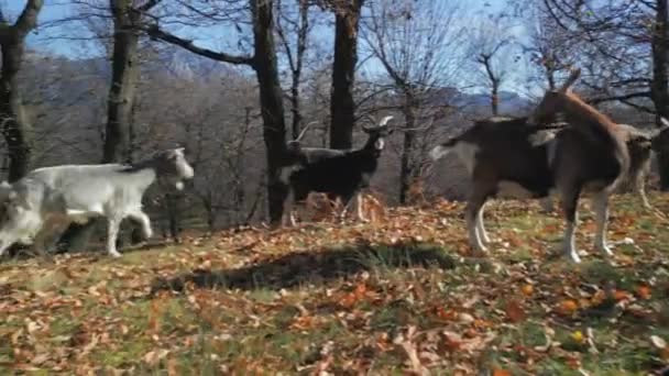 Vista Aérea Vacas Marrons Pastando Prados Verdes Paisagem Alpina — Vídeo de Stock