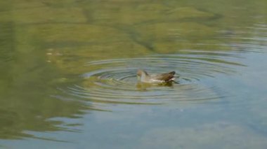 Gölün sakin sularında yüzen bir grup yaban ördeği..