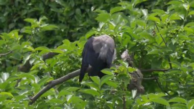 Gölün sakin sularında yüzen bir grup yaban ördeği..