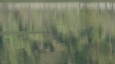 Gölün sakin sularında yüzen bir grup yaban ördeği..