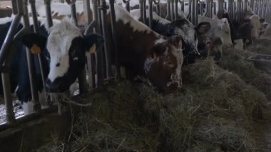 Sığır ahırında saman yiyen siyah ve beyaz inekler.