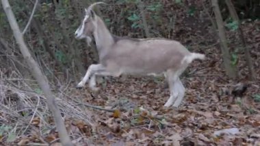 Sığır ahırında saman yiyen siyah ve beyaz inekler.