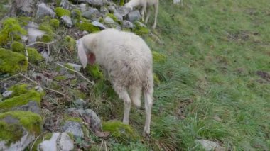 Sığır ahırında saman yiyen siyah ve beyaz inekler.