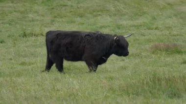İskoçya 'nın Skye adasında bulutlu bir günde siyah bir İskoç ineği çayırda otlar..