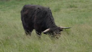 İskoçya 'nın Skye adasında bulutlu bir günde siyah bir İskoç ineği çayırda otlar..