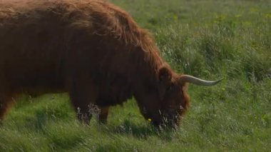 İskoçya 'nın Orkney şehrinde güneşli bir günde kahverengi bir İskoç ineğinin yakın çekimi