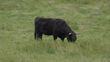 İskoçya 'nın Skye adasında bulutlu bir günde siyah bir İskoç ineği çayırda otlar..