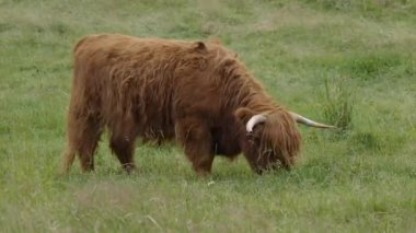 İskoçya 'nın Skye Adası' nda bulutlu bir günde İskoçya 'nın kahverengi bir ineği otlar..