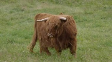 İskoçya 'nın Skye Adası' nda bulutlu bir günde İskoçya 'nın kahverengi bir ineği otlar..