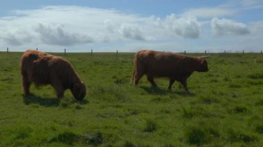 İskoçya 'nın Orkney şehrinde güneşli bir günde otlayan İskoçya sığırları.