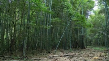 Güzel doğa ormanı güzel doğa ormanı