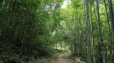 Güzel doğa ormanı güzel doğa ormanı