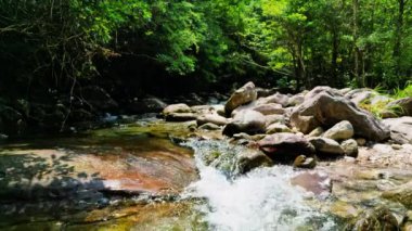 Güzel orman ve dere 