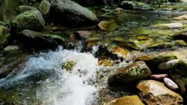 Güzel orman ve dere 