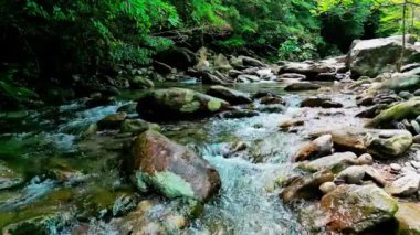Güzel orman ve dere 