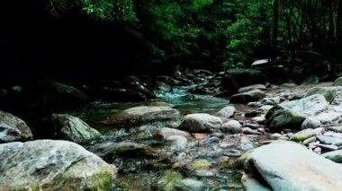 Güzel orman ve dere 