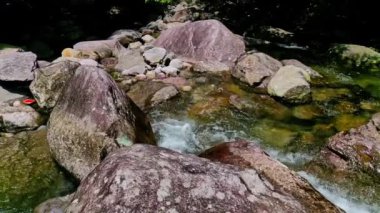 Su akıntısı olan güzel bir orman 