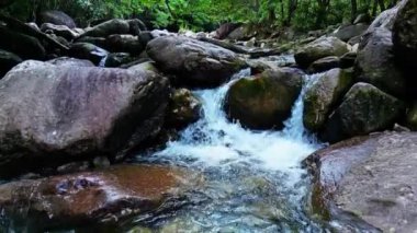 Güzel orman ve dere 