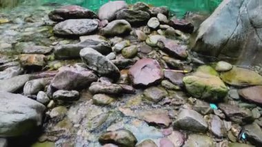 Güzel orman ve dere 