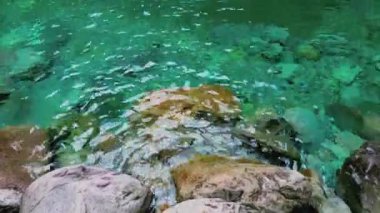 Güzel orman ve dere 