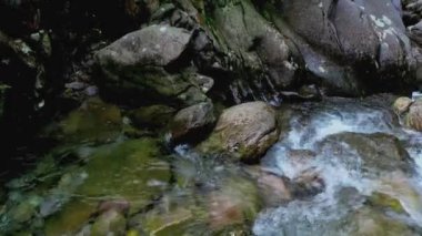 Güzel orman ve dere 