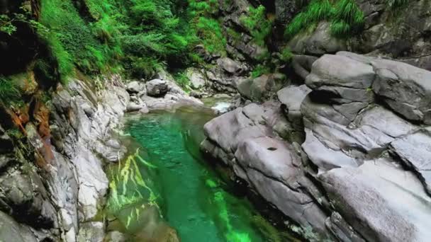 美しい森と小川 — ストック動画