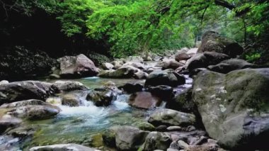 Güzel orman ve dere 