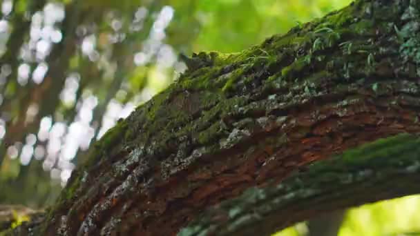 Close Tronco Árvore Parque — Vídeo de Stock