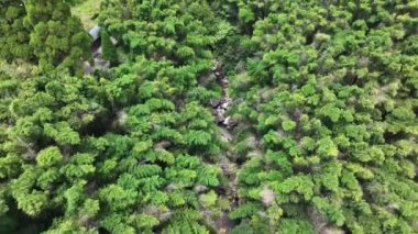 sık ormanın havadan görünüşü, tropikal doğa 