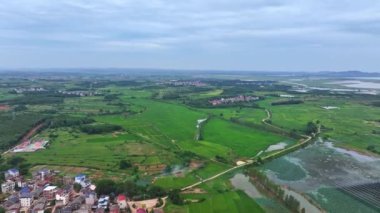 Yeşil pirinç tarlaları havadan görünümü