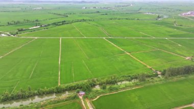 Yeşil pirinç tarlaları havadan görünümü