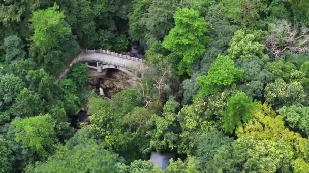 Viejo Puente Verde Bosque Denso — Vídeo de stock
