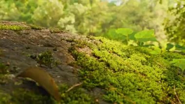 Ağaç gövdesinde yosun, bitki örtüsü