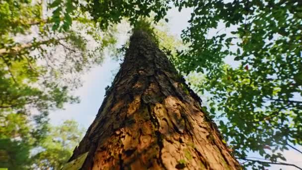 Grönt Träd Skogen Bottenvy — Stockvideo